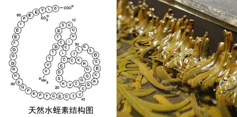 水蛭素、仿生納米、華農(nóng)研究