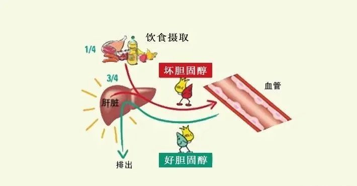 水蛭素、膽固醇、壯醫(yī)水蛭療法培訓(xùn)