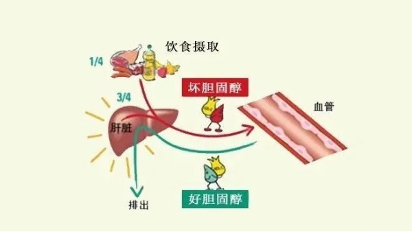 “壞膽固醇”越低越好？超過(guò)這個(gè)數(shù)小心影響大腦