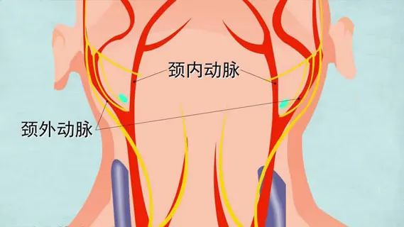 水蛭素、血管堵塞、粥樣硬化