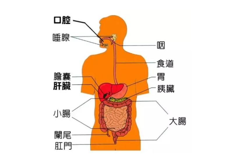 微循環(huán)是微動脈與微靜脈之間毛細(xì)血管中的血液循環(huán)，是循環(huán)系統(tǒng)中最基層的結(jié)構(gòu)和功能單位。它包括微動脈、微靜脈、毛細(xì)淋巴管和組織管道內(nèi)的體液循環(huán)。人體每個器官，每個組織細(xì)胞均要由微循環(huán)提供氧氣、養(yǎng)料，傳遞能量，交流信息，排出二氧化碳及代謝廢物。