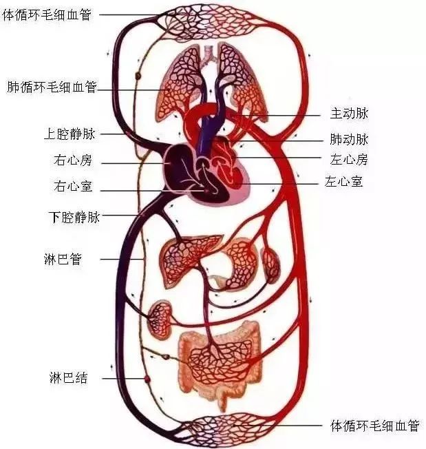 水蛭素、微循環(huán)、轉(zhuǎn)氨酶、消化不良