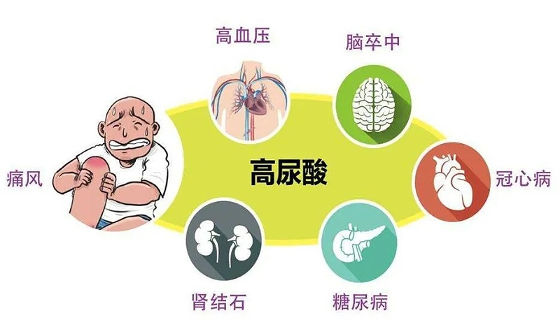 水蛭素、高尿酸、痛風(fēng)